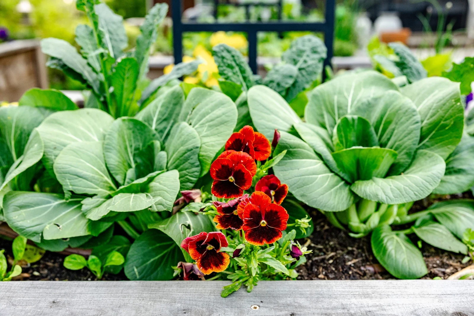 Ladysmith Garden Exchange & Growers Circle group image